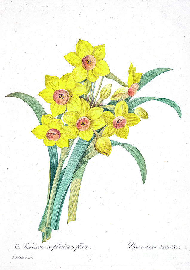 Narcissus tazetta illustration 1827 r1 Drawing by Botany