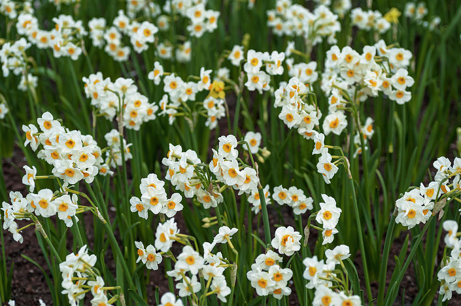 Narcissus Tazetta Photograph by Jenny Rainbow
