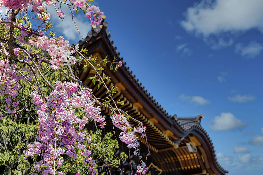 Narita Blossoms Photograph by Bill Chizek