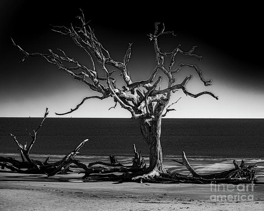Black and White Driftwood Tree Photograph by Daniel Hebard