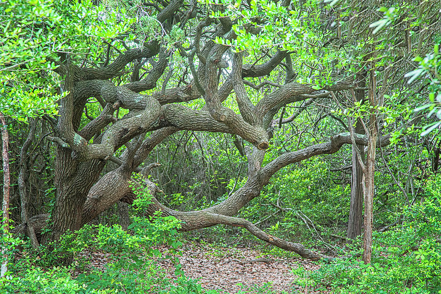 Narly Live Oak Tree at Fort Macon State Park Photograph by Bob Decker