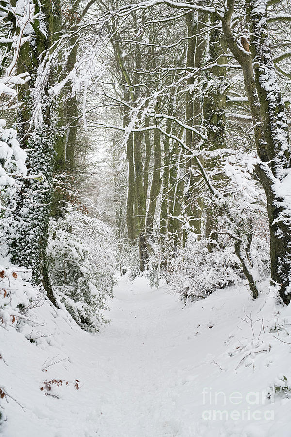 Narnia Photograph by Tim Gainey