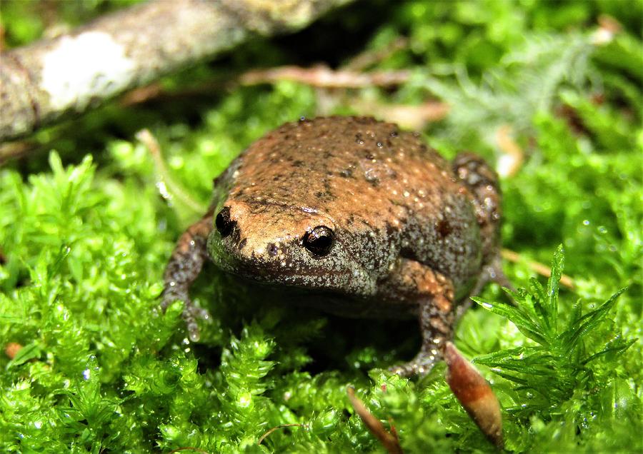 Narrow Mouth Toad Photograph by Joshua Bales - Pixels