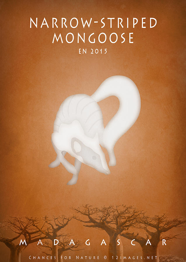 Narrow-striped mongoose Digital Art by Moira Risen