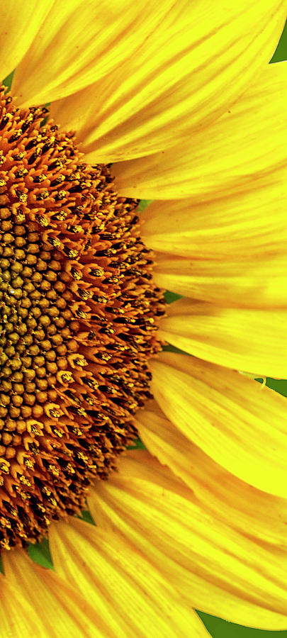 Narrow Vertical Sunflower Close-up Photograph by Bob Decker