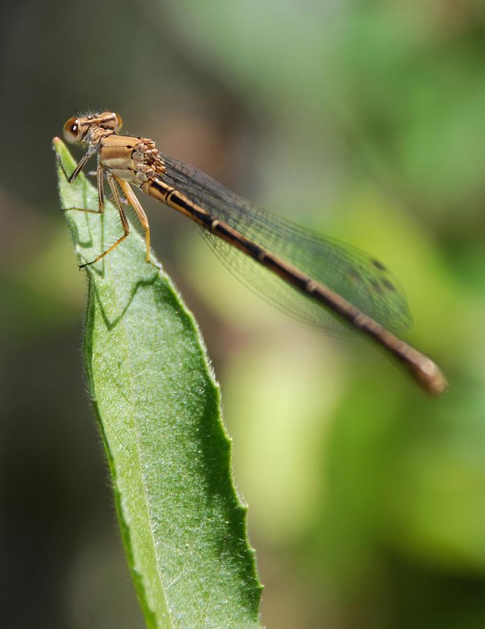 Narrow-winged Damselfly Photograph by Matt Fox - Fine Art America