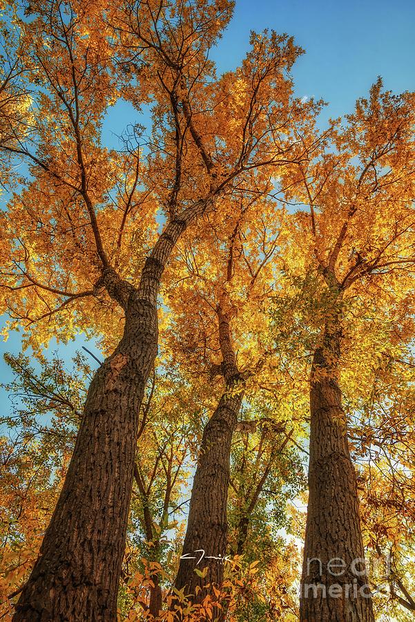 Narrowleaf Cottonwoods  Photograph by Christopher Thomas