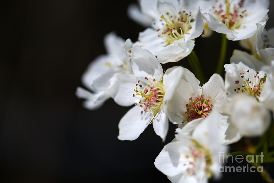Nashi Flower  Photograph by Joy Watson