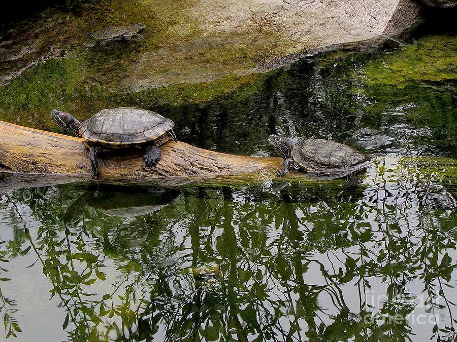 Nashville Turtles Photograph by Pamela Clements