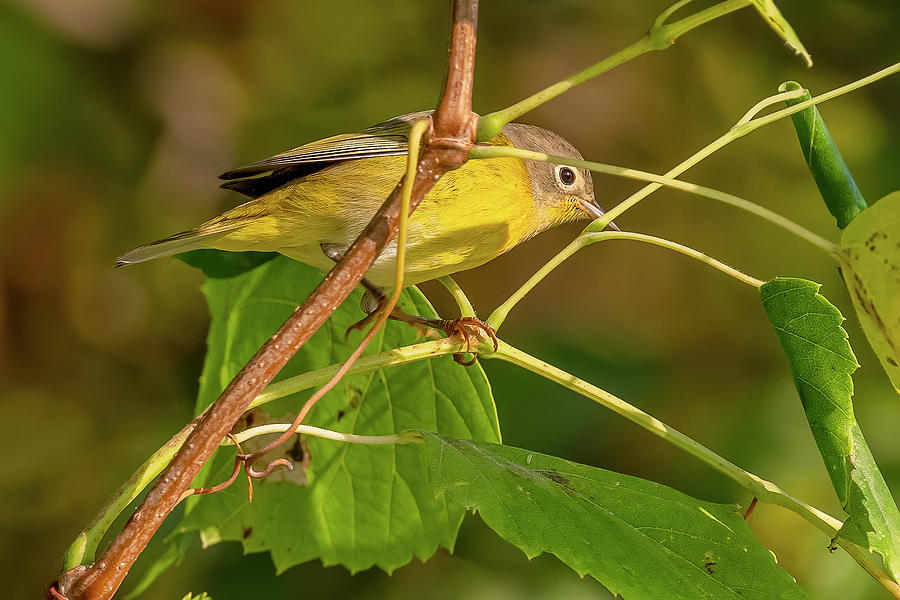 Nashville Warbler In Autumn Photograph by Morris Finkelstein | Pixels