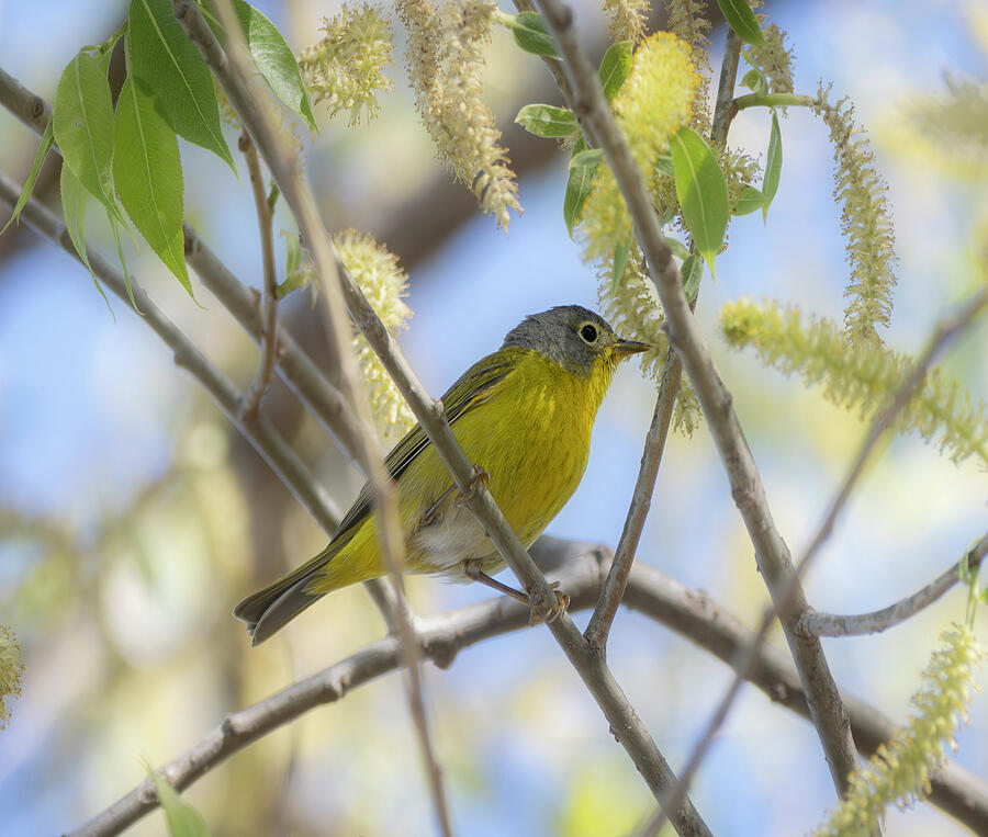 Nashville Warbler Magee Marsh Ohio Photograph by Dan Sproul
