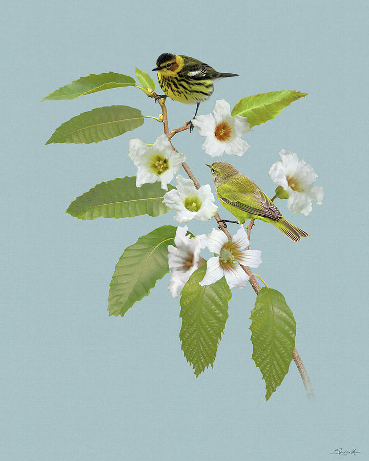     Nashville Warblers in Chestnut Tree Digital Art by M Spadecaller