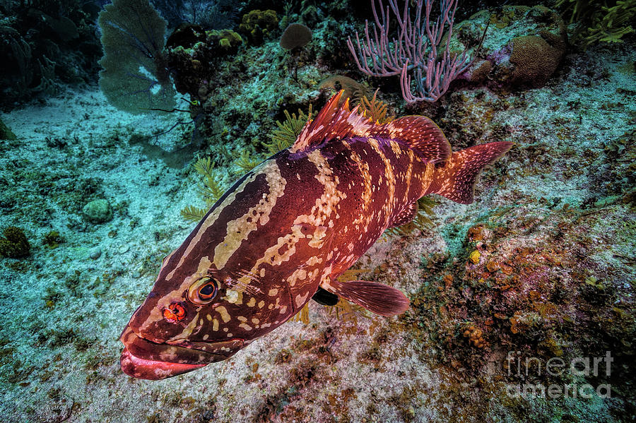 Nassau Grouper FI9760 Photograph by Mark Graf