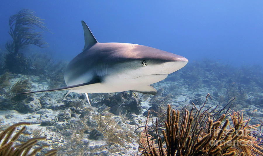 Nassau Shark 1 Photograph by Daryl Duda