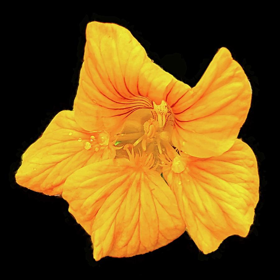 Nasturtium Photograph by Allen Nice-Webb Nasturtium Photograph by Allen Nice-Webb
