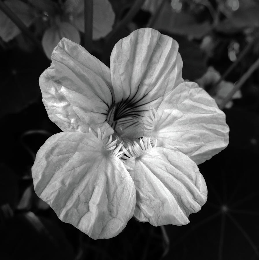 Nasturtium Black and White Photograph by Nancy Griswold