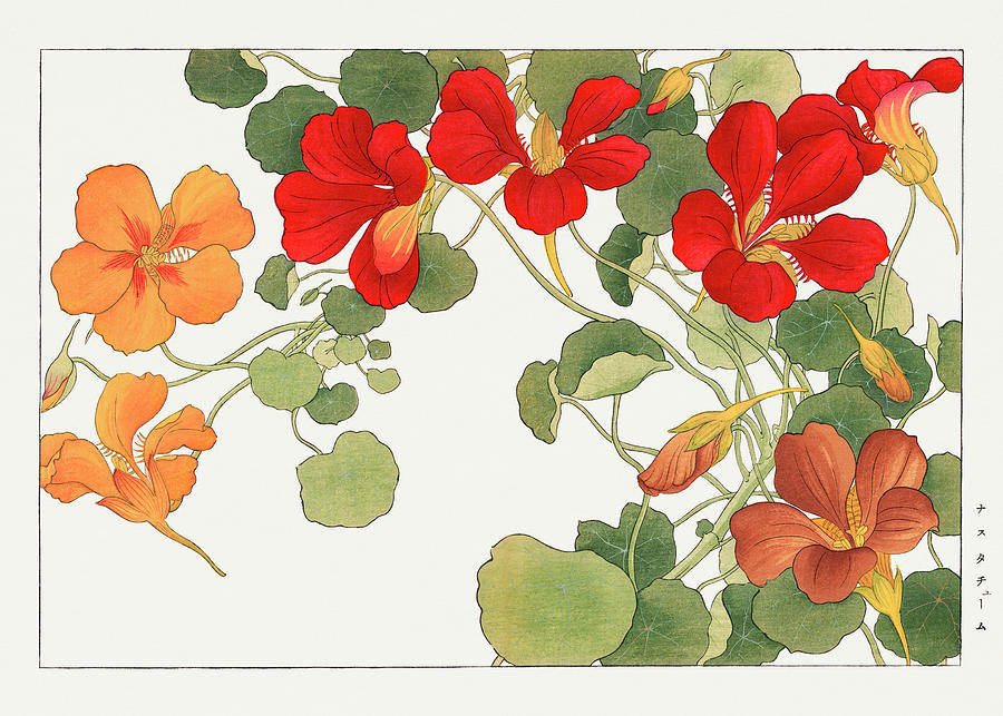 Nasturtium Flower - Ukiyo e art - Vintage Japanese woodblock art - Seiyo SOKA ZUFU by Tanigami Konan Digital Art by Studio Grafiikka
