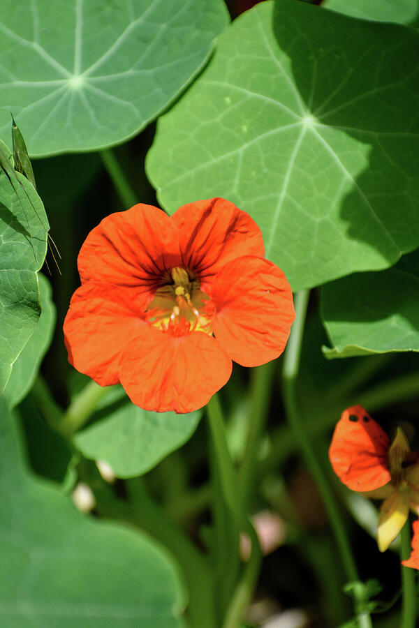Nasturtium Photograph by Thierry Lach Nasturtium Photograph by Thierry Lach