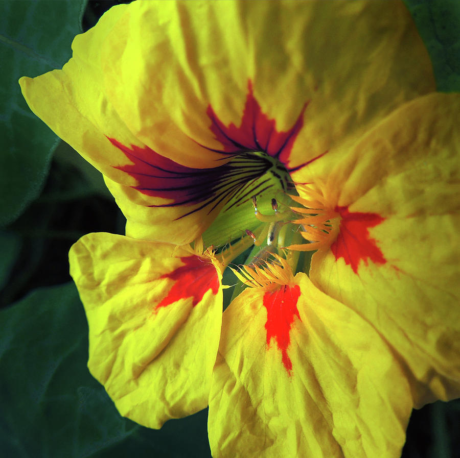 Nasturtium Yellow and Red Photograph by Nancy Griswold