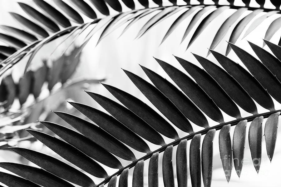 Natal Cycad Leaves Photograph by Tim Gainey
