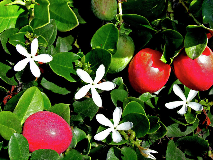 Natal Plum Photograph By Western Allied Imagery