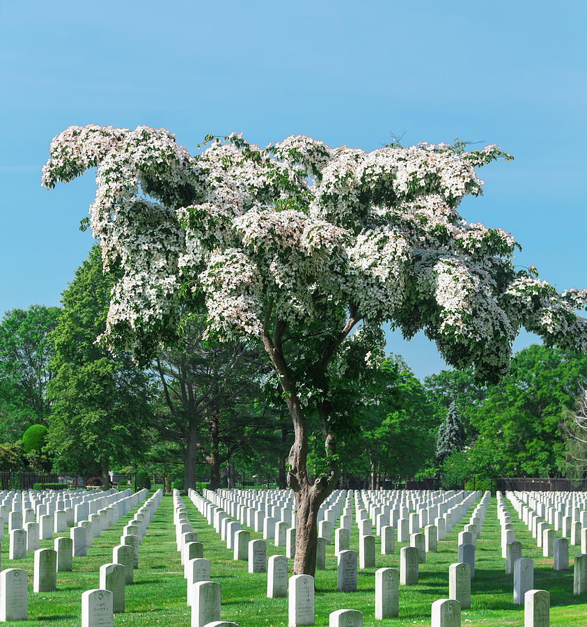 National Cemetery and Tree Photograph by John Quinn