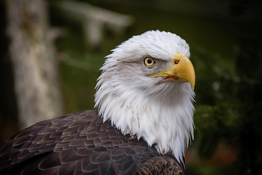 National Emblem Photograph by Rose Guinther - Fine Art America