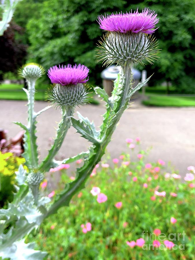 National Flower of Scotland the Thistle 3 Photograph by Douglas Brown ...