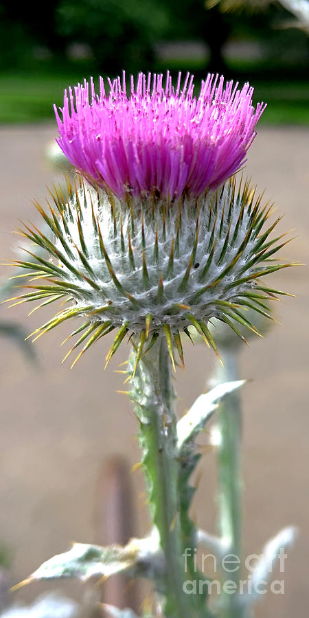 National Flower Of Scotland The Thistle 7 Douglas Brown 
