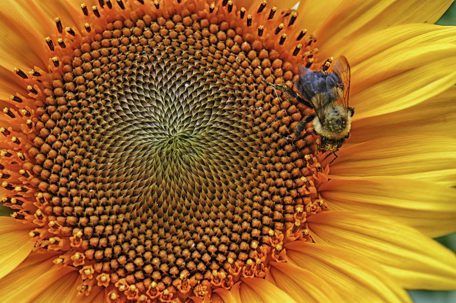 national-flower-of-ukraine-photograph-by-mike-martin-pixels