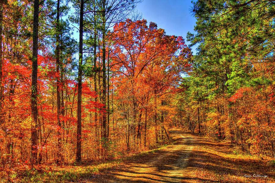 Oconee National Forest Road Fall Leaves Georgia Foresty Art Photograph by Reid Callaway