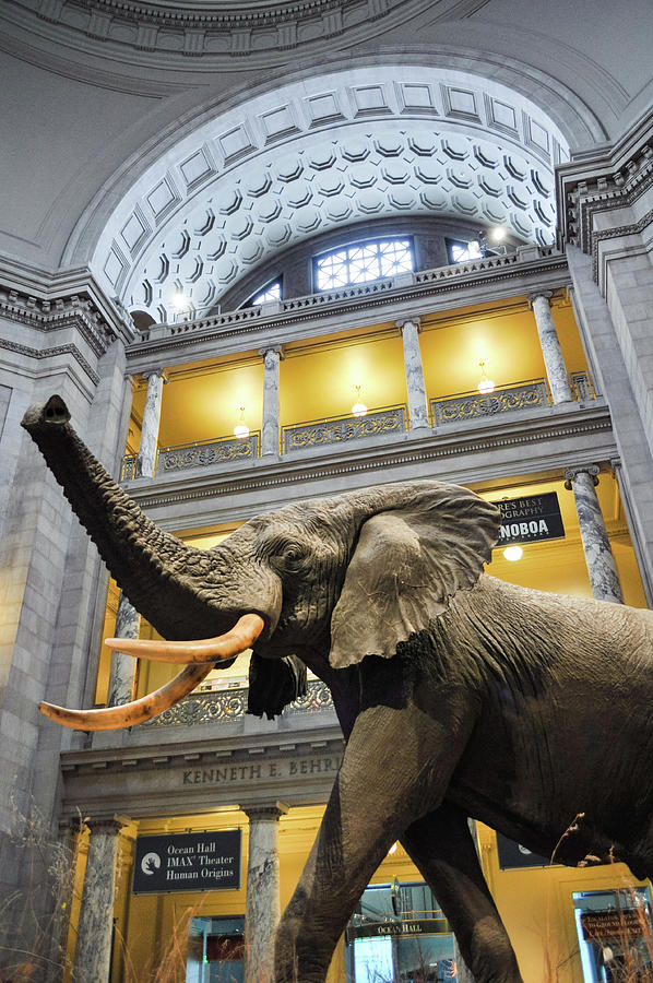 National Museum of Natural History African Elephant Portrait Photograph ...