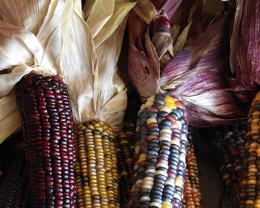 Native American Corn Photograph by Greta Foose | Pixels