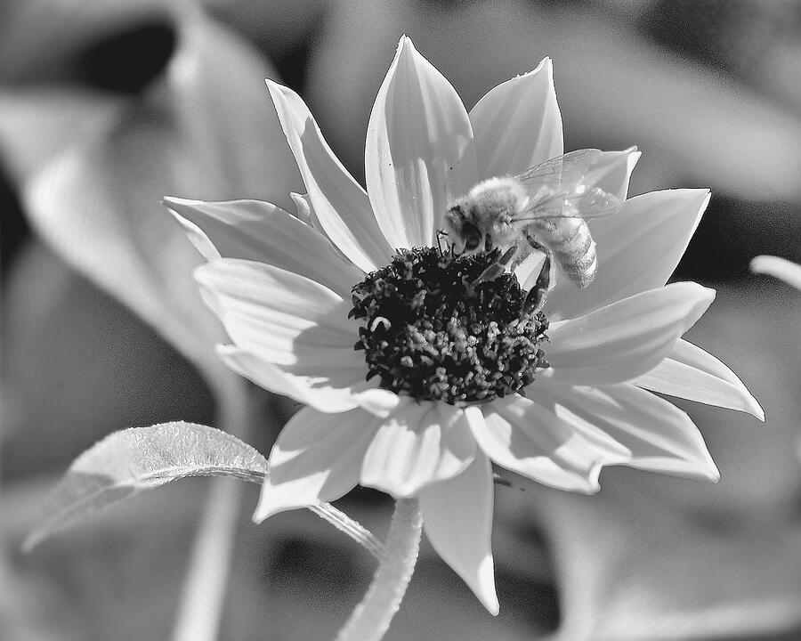 Native Beach Sunflower With Bee In Center In Black And White In Melbourne Florida Photograph