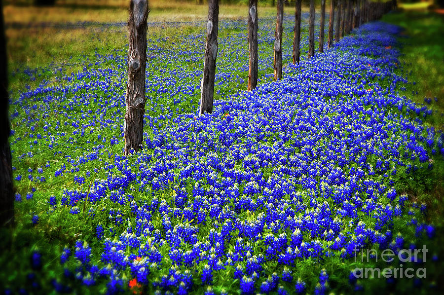 Native Bluebonnets Photograph By Dc Murphy - Pixels