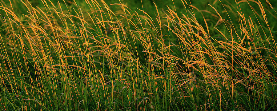 Native Prairie Grasses At Sunset Photograph