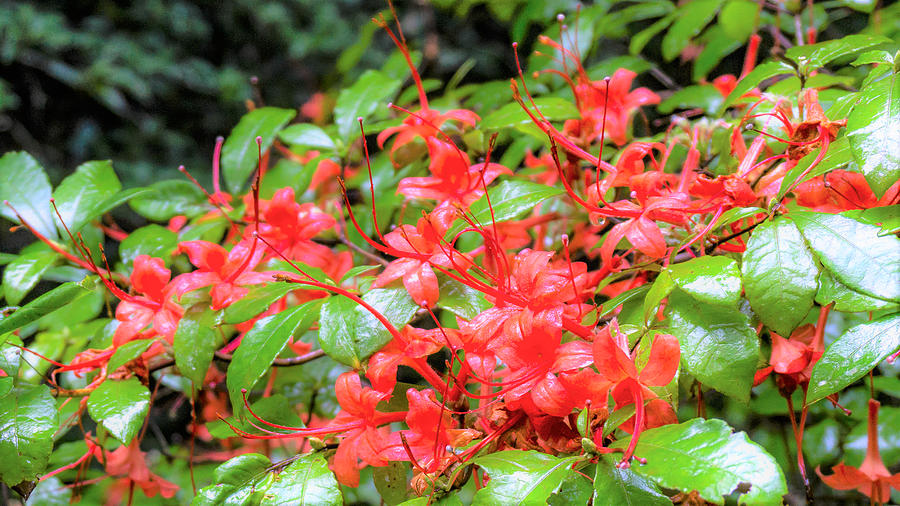 Native Red Azaleas Photograph by Katherine Y Mangum