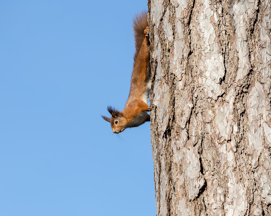 Native red squirrel Photograph by s0ulsurfing - Jason Swain