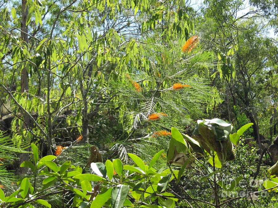 Native Vegetation Along The Waters Edge Umbrawarra Gorge Australia