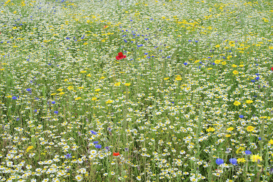 Flower Photograph - Native Wildflower Meadow by Tim Gainey