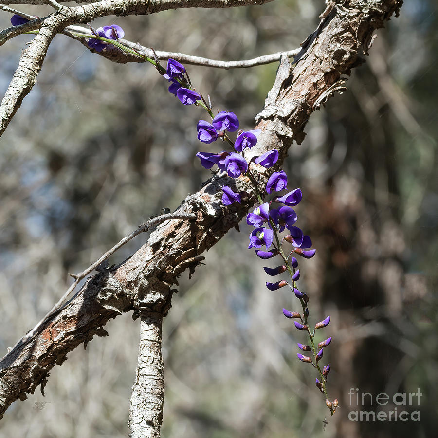 Native Wisteria - Hardenbergia comptoniana #2 Photograph by Elaine Teague