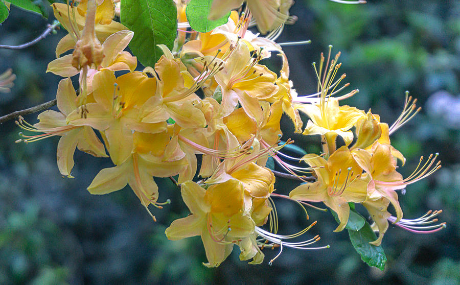 Native Yellow Azaleas Photograph by Katherine Y Mangum