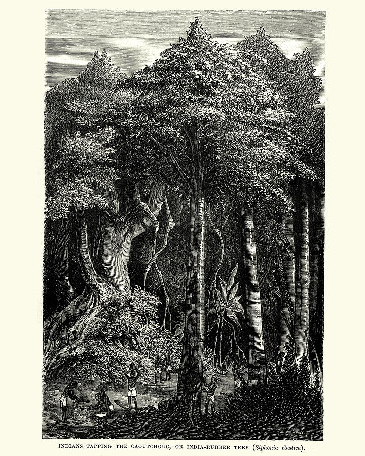 Natives tapping the caoutchouc or india rubber tree, 19th Century Drawing by Duncan1890