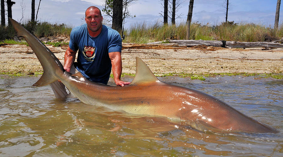 Nato with brown shark 1 Photograph by Milan Radonich | Fine Art America