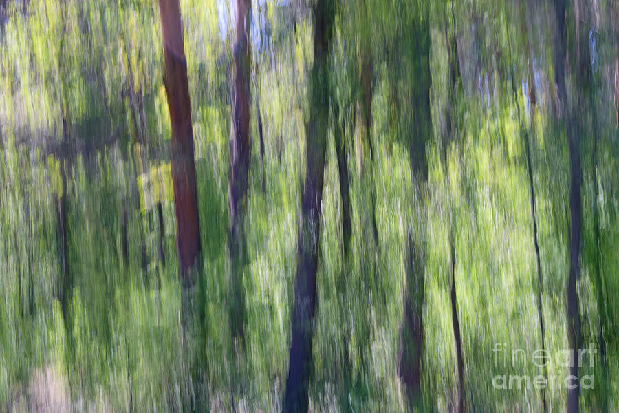 Natural Abstract Forest Artwork Photograph