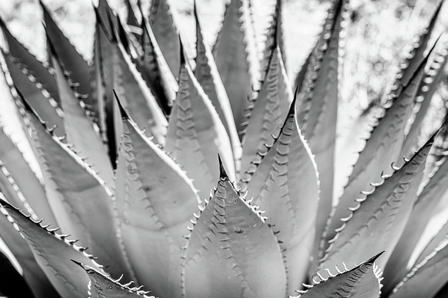 Natural Aloe Photograph by Kelly VanDellen