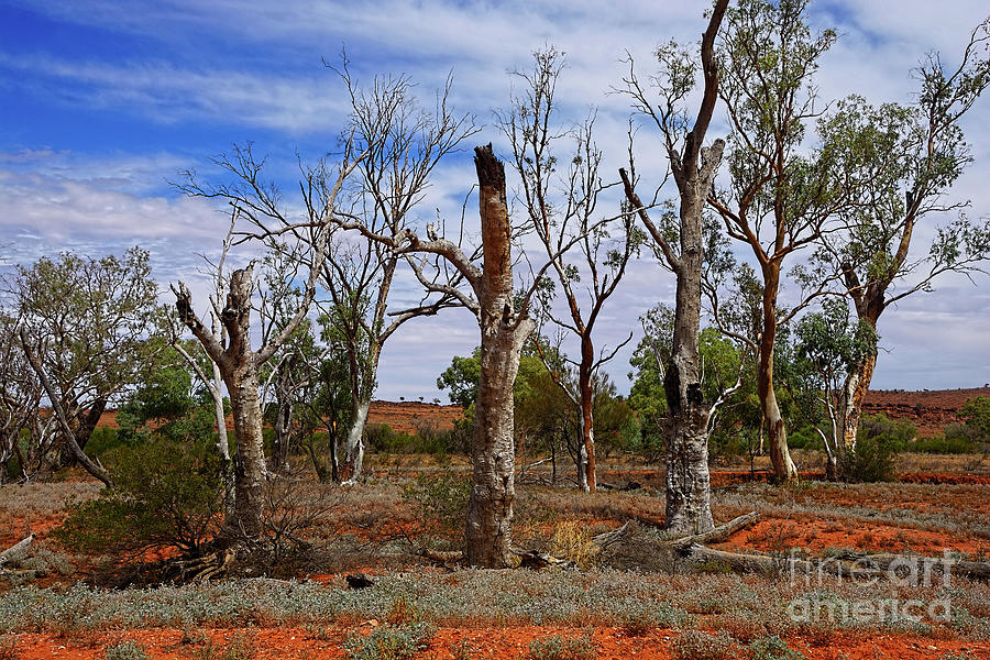 Natural Australian Outback Landscape by Kaye Menner Photograph by Kaye Menner