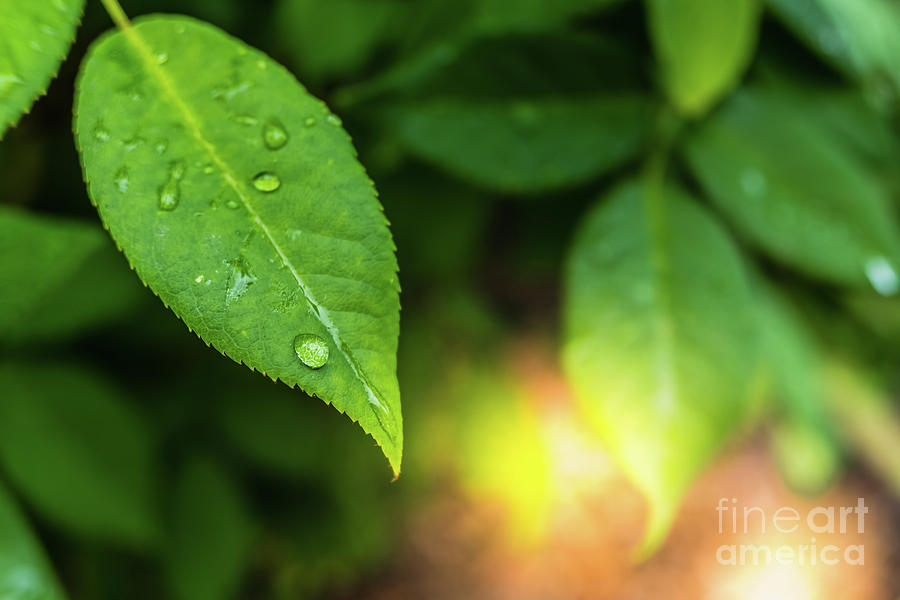 Natural background with fresh green leaves by drops of dew at sunset with copy space. Photograph by Joaquin Corbalan
