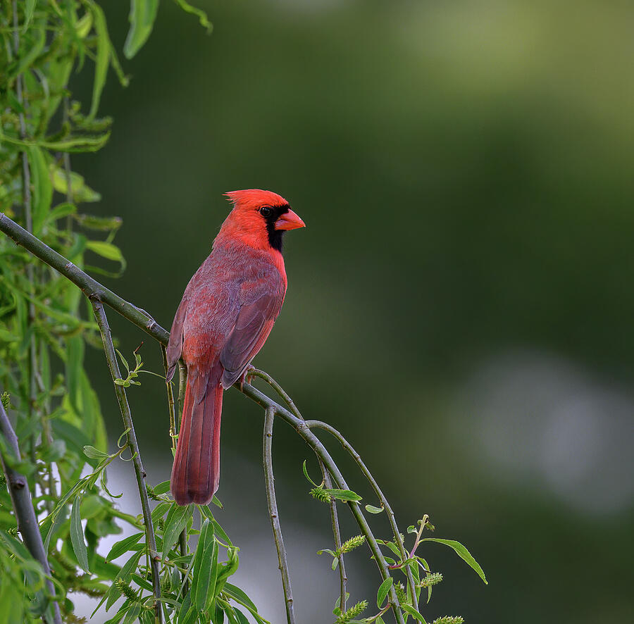 Natural beauty Photograph by Brian Shoemaker - Fine Art America