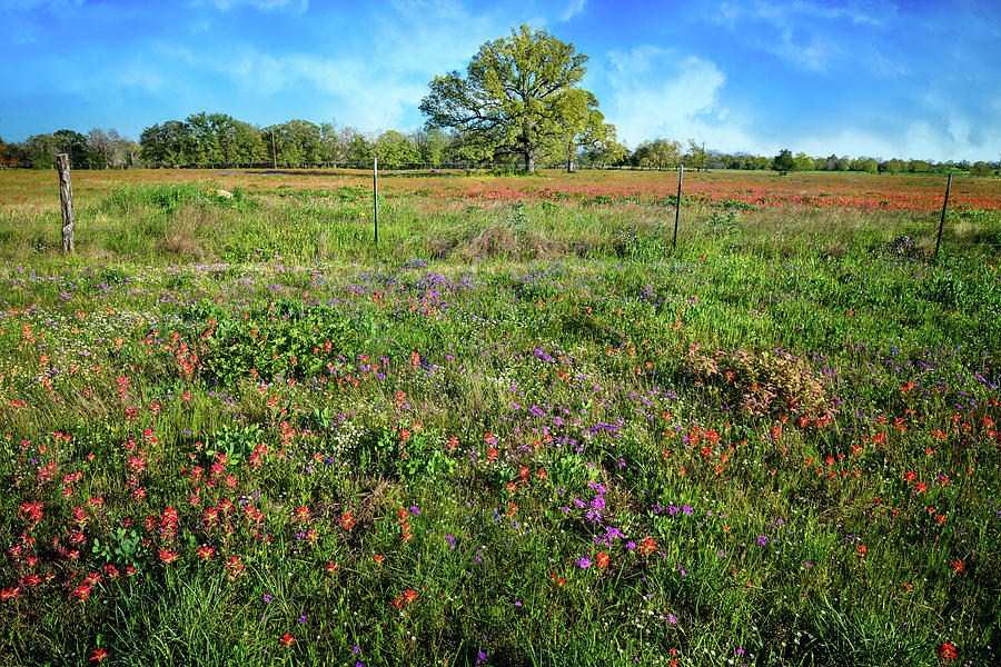 Natural Beauty of the Texas Hill Country Photograph by Lynn Bauer